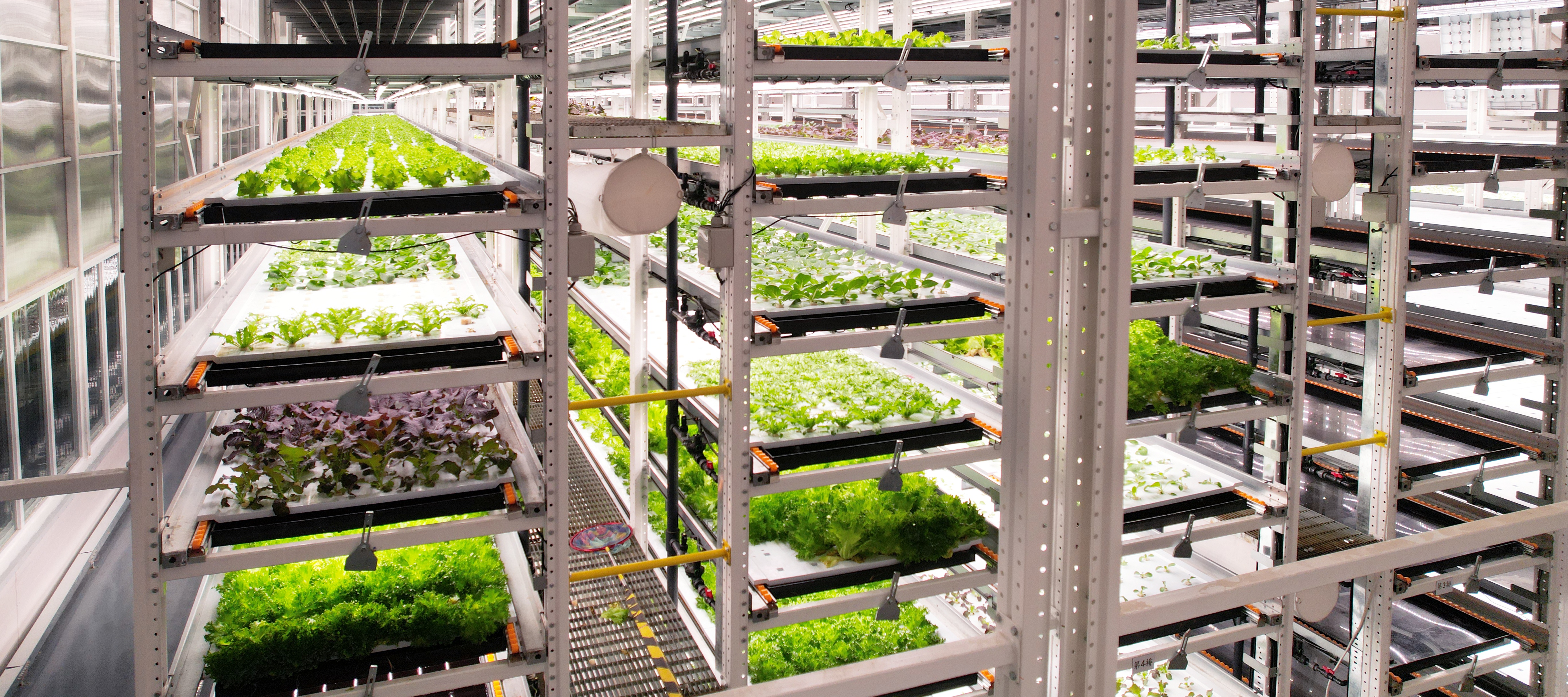 威客电竞VKGAME植物工厂蔬菜20231206 (2)_看图王.JPG